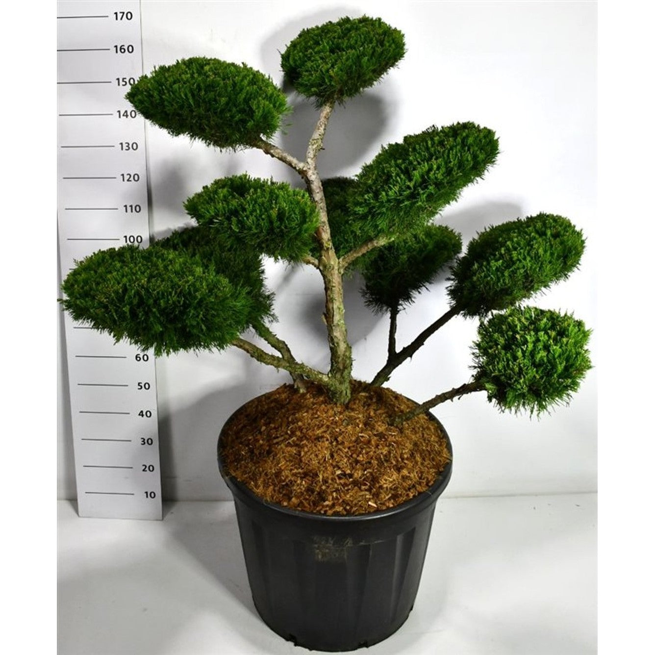 Pfitzer-en – Juniperus pfitzeriana 'Mint Julep' - C130 80-100 cm. Bonsai